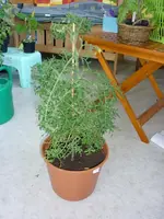 Burkanlapu05062011.webp