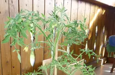 Burkanlapu1_05062011.webp
