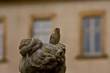 Rosengarten am Dom 5.6.11 (31 von 51).webp