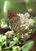 P6050506 Bläuling 1.webp