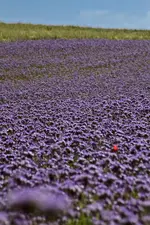 Hasberge 5.6.11 und Bärbel (9 von 29).webp
