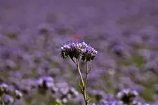 Hasberge 5.6.11 und Bärbel (10 von 29).webp