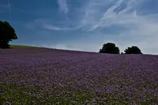 Hasberge 5.6.11 und Bärbel (13 von 29).webp