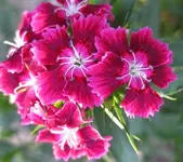 Bartnelke.webp