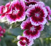 Bartnelke (2).webp