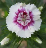 Bartnelke (3).webp