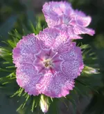 Bartnelke (4).webp