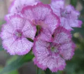 Bartnelke (5).webp