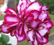 Geranie (2).webp
