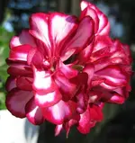 Geranie (3).webp