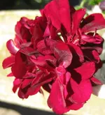 Geranie (4).webp