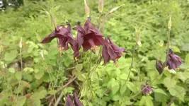 Handyuploard15.1.2011 013.webp