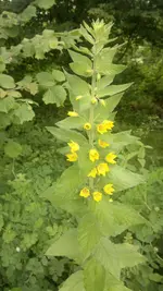 Handyuploard15.1.2011 015.webp