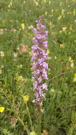 Handyuploard15.1.2011 018.webp