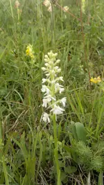 Handyuploard15.1.2011 019.webp