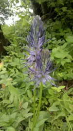 Handyuploard15.1.2011 022.webp