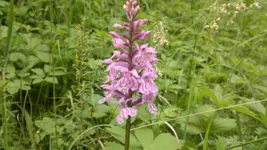 Handyuploard15.1.2011 024.webp