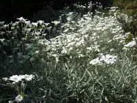 BILD0562.webp