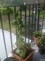 DC060901005.webp