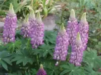 CIMG0288.webp