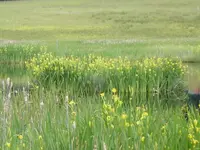 016.webp