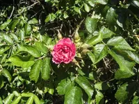 BILD0514.webp