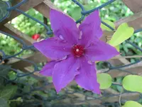Clematis The President.webp