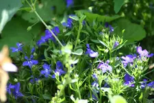 blaues Polster.webp