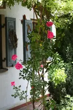 eingang rose pink blüte 2.webp