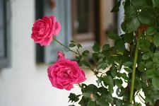 eingang rose pink blüte.webp