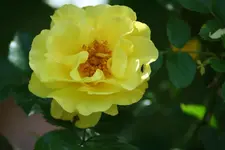gelbe Rose 1.webp