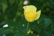 gelbe Rose 2.webp