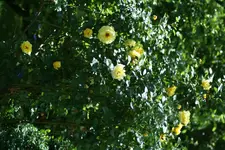 gelbe Rose Hinten 1.webp
