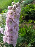 IMG_3238_600x800.webp