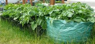 kartoffeln2011.webp