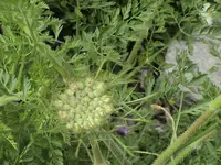 garten 010.webp