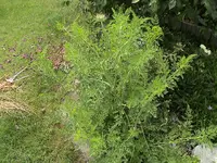 garten 011.webp