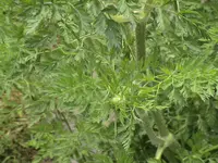 garten 012.webp