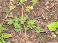 garten 001.webp