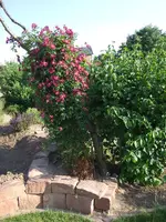Clematis am Teichbeet.webp