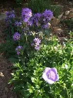 Glockenblumen.webp