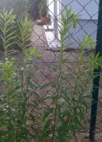 Foto1.webp