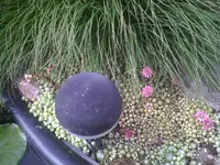Sedum.6.6.2011.webp