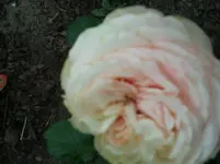 2011-06-06 16.19.57.webp