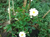 2011-06-06 16.20.29.webp