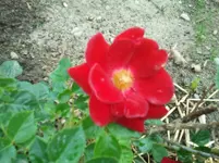 2011-06-06 16.21.36.webp