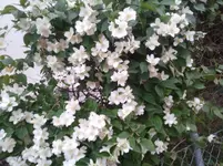 2011-06-06 20.26.02.webp