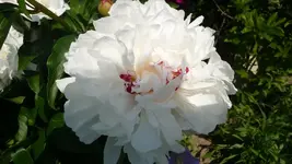 K800_Juni 2011 196.webp