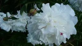 K800_Juni 2011 197.webp