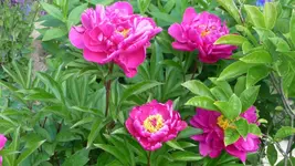 K800_Juni 2011 198.webp